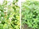 TPHCM: Chọn giống bạc hà phù hợp trồng trong nhà màng